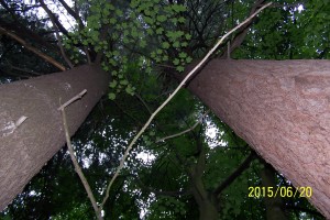2015-06-20-9